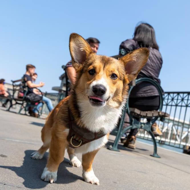 A happy dog hanging out at the Ferry Building