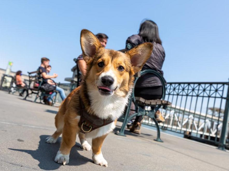 Dog stares at the camera as humans rest on a bench at the Ferry Building