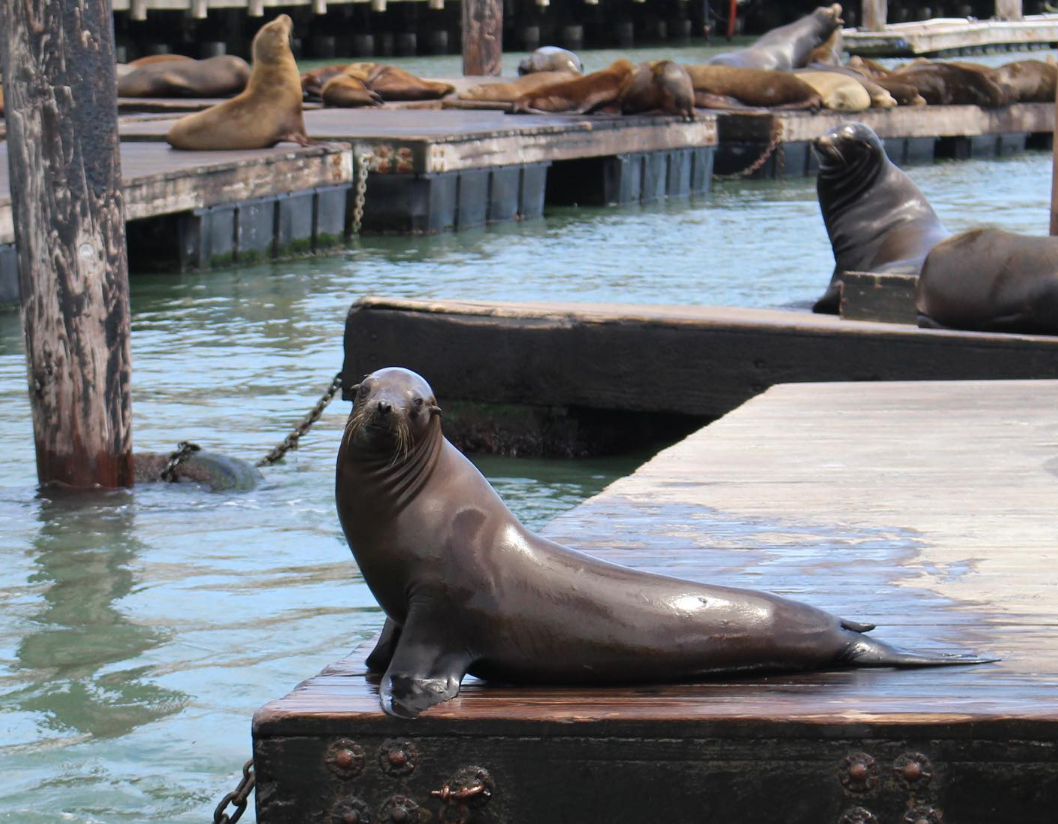 sealionpier39.png Sea Lion poses at Pier 39