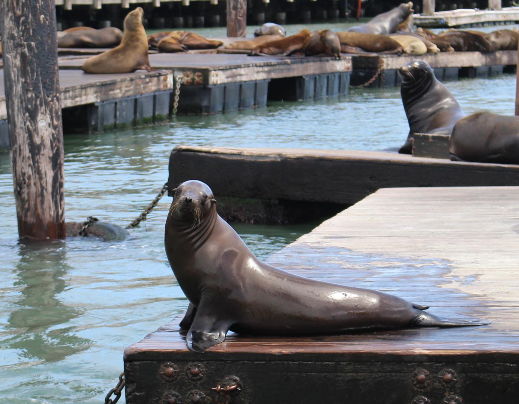 Sea Lion poses at Pier 39