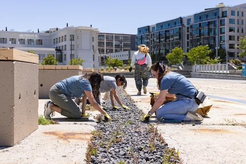 gap-9.jpg Volunteers pull weeds from the slipway at Crane Cove Park.
