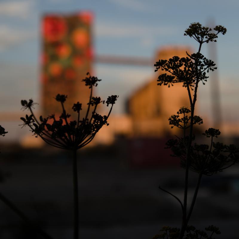 Flowers by Bayview Rise